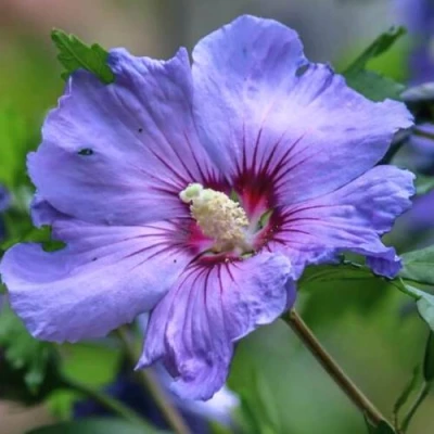 Гибискус МАРИНА сирийский в Вологде