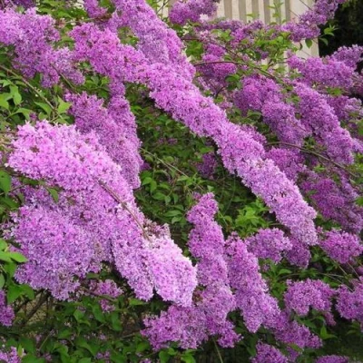 Сирень КИТАЙСКАЯ в Вологде