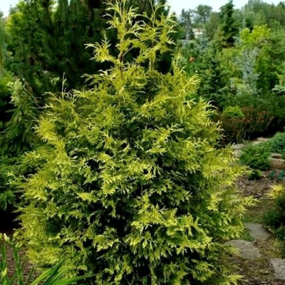 Туя ЗЕБРИНА ЭКСТРА ГОЛД складчатая в Вологде
