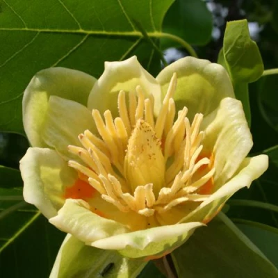 ЛИРИОДЕНДРОН тюльпанный в Вологде