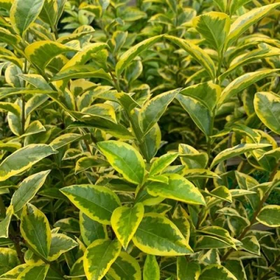 Бирючина АУРЕУМ овальнолистная в Вологде