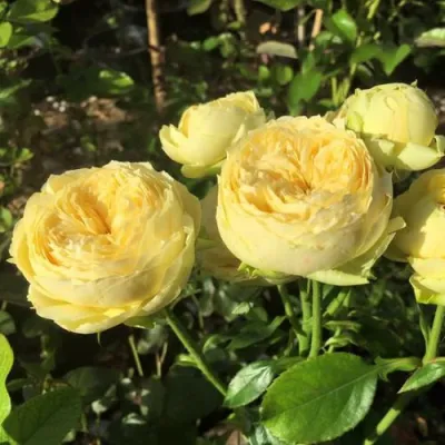 Роза КАТАЛИНА спрей в Вологде