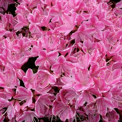 Азалия КЕРМЕСИНА РОУЗ японская в Вологде