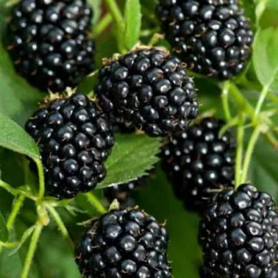 Ежевика КИТАНИНИ бесшипная в Вологде