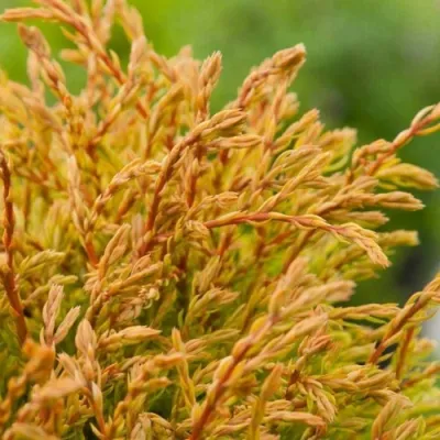 Туя ГОЛДЕН ТАФФЕТ западная в Вологде