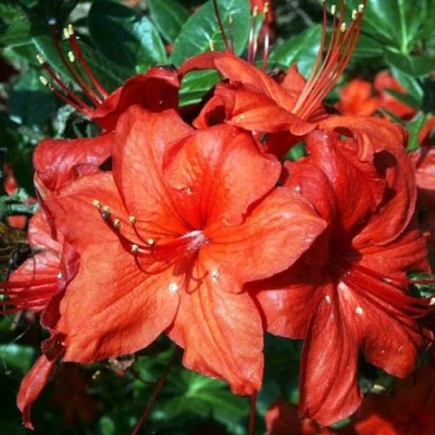 Азалия ДОЛОРОСО листопадная в Вологде