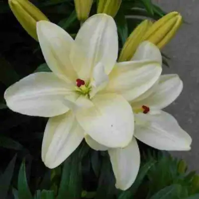 Лилия ААРОН азиатская махровая в Вологде