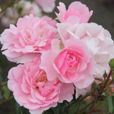 Роза БОНИКА флорибунда в Вологде