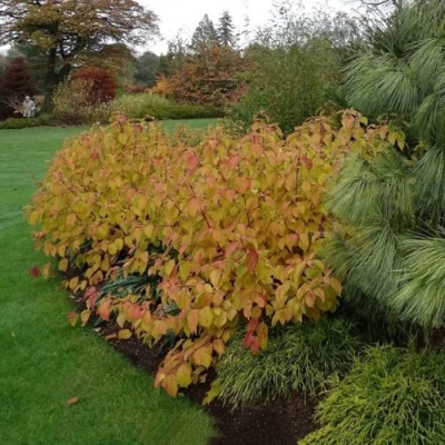 Дерен  АННА ВИНТЕР ОРАНЖ кроваво-красный   в Вологде
