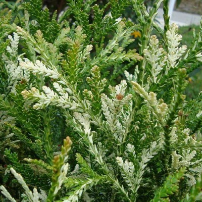 Туевик ВАРИЕГАТА долотовидный  в Вологде