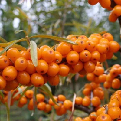 Облепиха РОСИНКА в Вологде