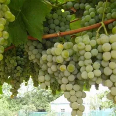 Виноград АНАНАСНЫЙ РАННИЙ в Вологде