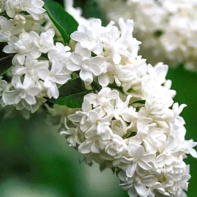 Сирень МАДАМ ЛЕМУАН в Вологде