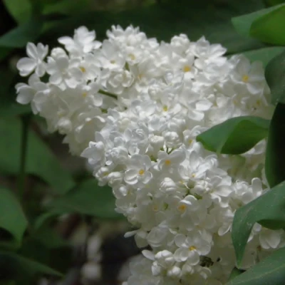 Сирень РУССКИЙ СЕВЕР в Вологде