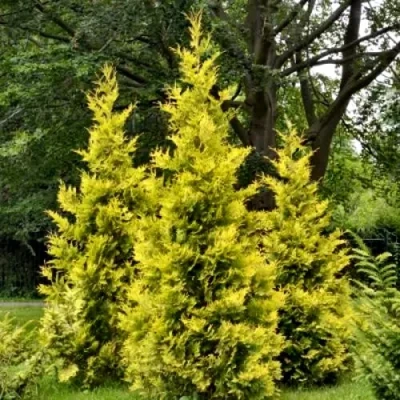 Туя ГОЛДЕН БРАБАНТ западная в Вологде