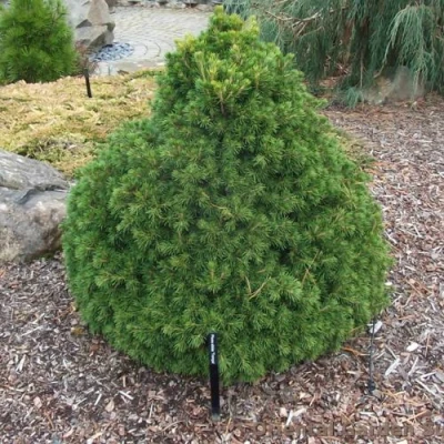 Ель ТОМПА обыкновенная в Вологде