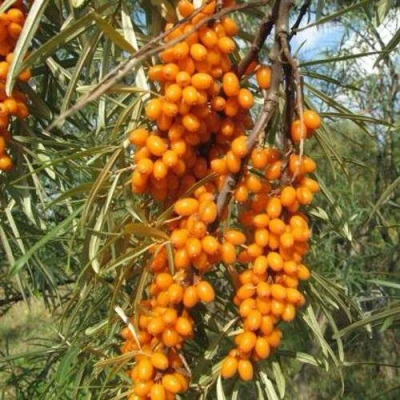 Облепиха НИВЕЛЕНА в Вологде