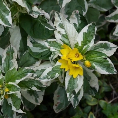 Вербейник АЛЕКСАНДР точечный в Вологде