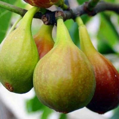 Инжир ДАЛМАТСКИЙ в Вологде