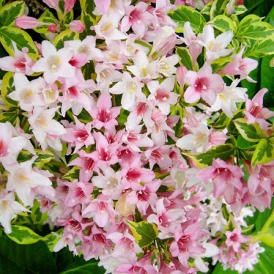 Вейгела САННИ ПРИНЦЕСС в Вологде