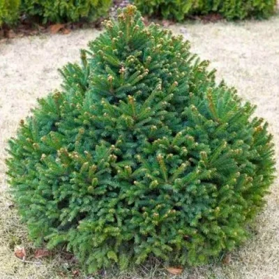 Ель БАРРИ обыкновенная в Вологде