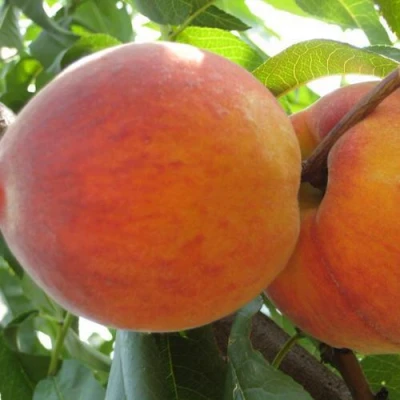 Персик СОЧНЫЙ в Вологде