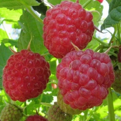 Малина НОВОСТЬ КУЗЬМИНА  в Вологде