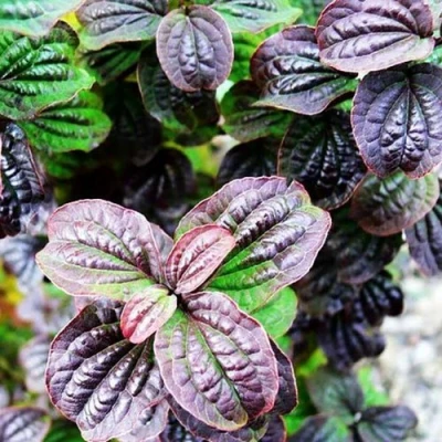 дерен КОМПРЕССА кроваво-красный в Вологде