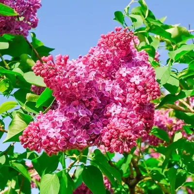 Сирень КРАСНАЯ МОСКВА в Вологде