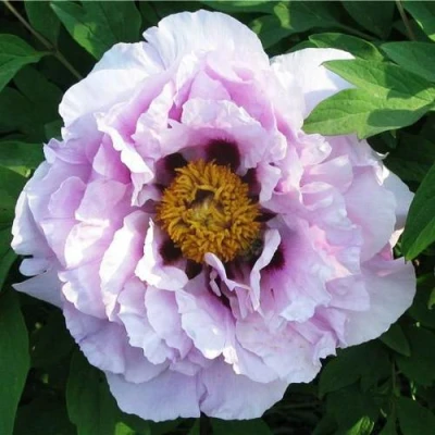 Пион СИНИЙ САПФИР древовидный в Вологде