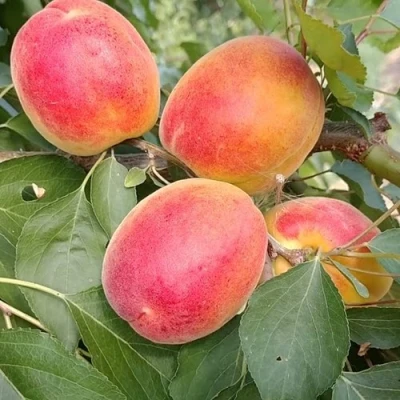 Абрикос ОСОБЕННЫЙ ДЕНИСЮКА в Вологде