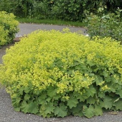 Манжетка ТРИЛЛЕР мягкая в Вологде