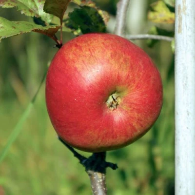 Яблоня ДЫЯМЕНТ в Вологде