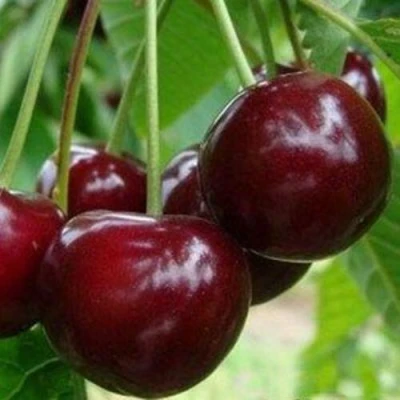 Вишня МИЛАВИЦА в Вологде