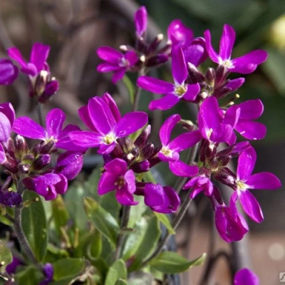 Арабис РОУЗ делайт в Вологде