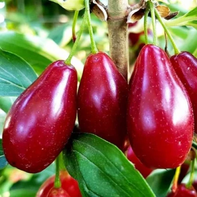 Кизил ВЛАДИМИРСКИЙ в Вологде