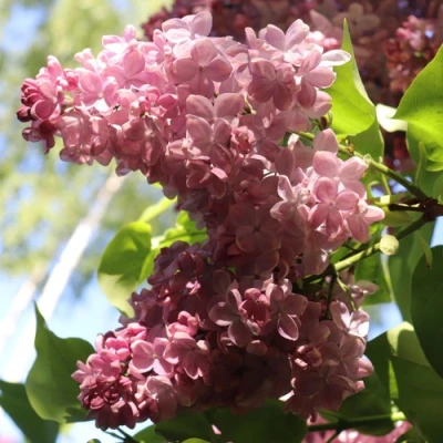 Сирень МЕДОВЫЙ СПАС в Вологде