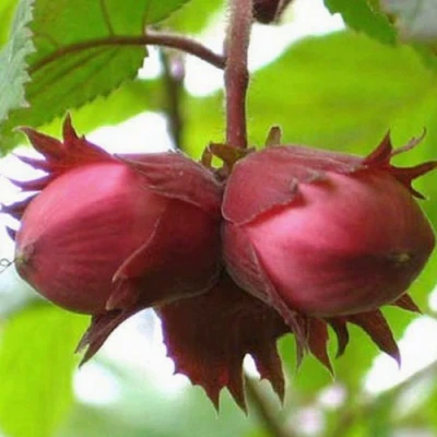 Фундук АЙВЕНГО в Вологде