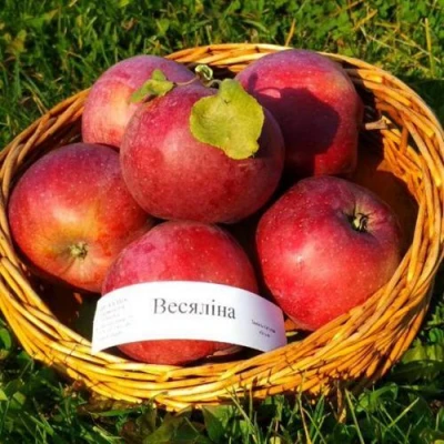 Яблоня ВЕСЯЛИНА в Вологде
