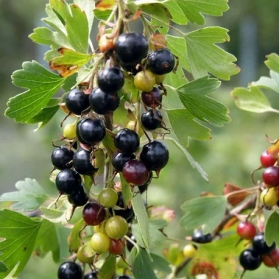 Смородина золотистая ПЛОТНОМЯСАЯ в Вологде