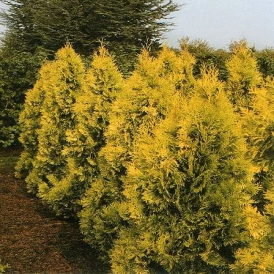 Туя ЕВРОПА ГОЛД западная в Вологде