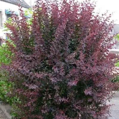 Барбарис АТРОПУРПУРЕА тунберга в Вологде