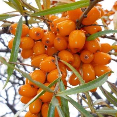 Облепиха КОСТЕР в Вологде