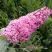 Буддлея давида ПИНК ДЕЛАЙТ в Вологде