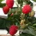Малина ЭРИКА в Вологде