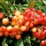 Черешня БЮТТНЕРА КРАСНАЯ в Вологде