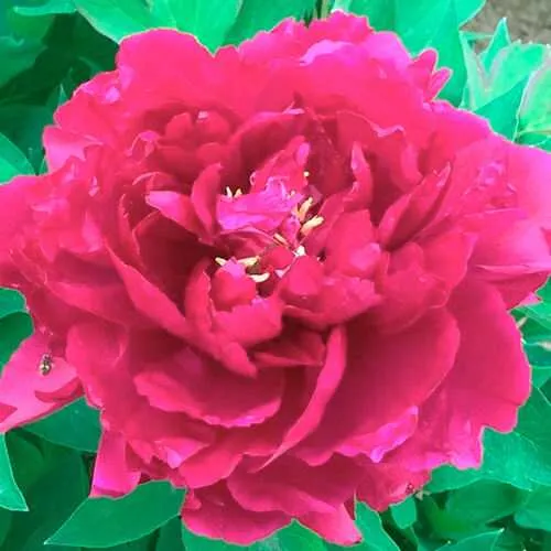 Пион ОСТРОВНОЙ МИНИСТР древовидный  Пион ОСТРОВНОЙ МИНИСТР древовидный в Вологде