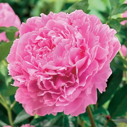 Пион МИСС ЭКХАРТ травянистый  Пион МИСС ЭКХАРТ травянистый в Вологде