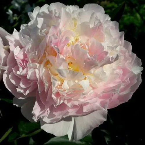 саженцы пиона саженцы пиона