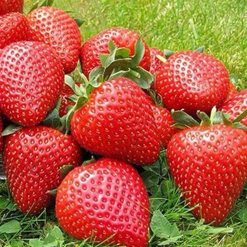 Клубника ЭЛИАНЕ  Клубника ЭЛИАНЕ в Вологде